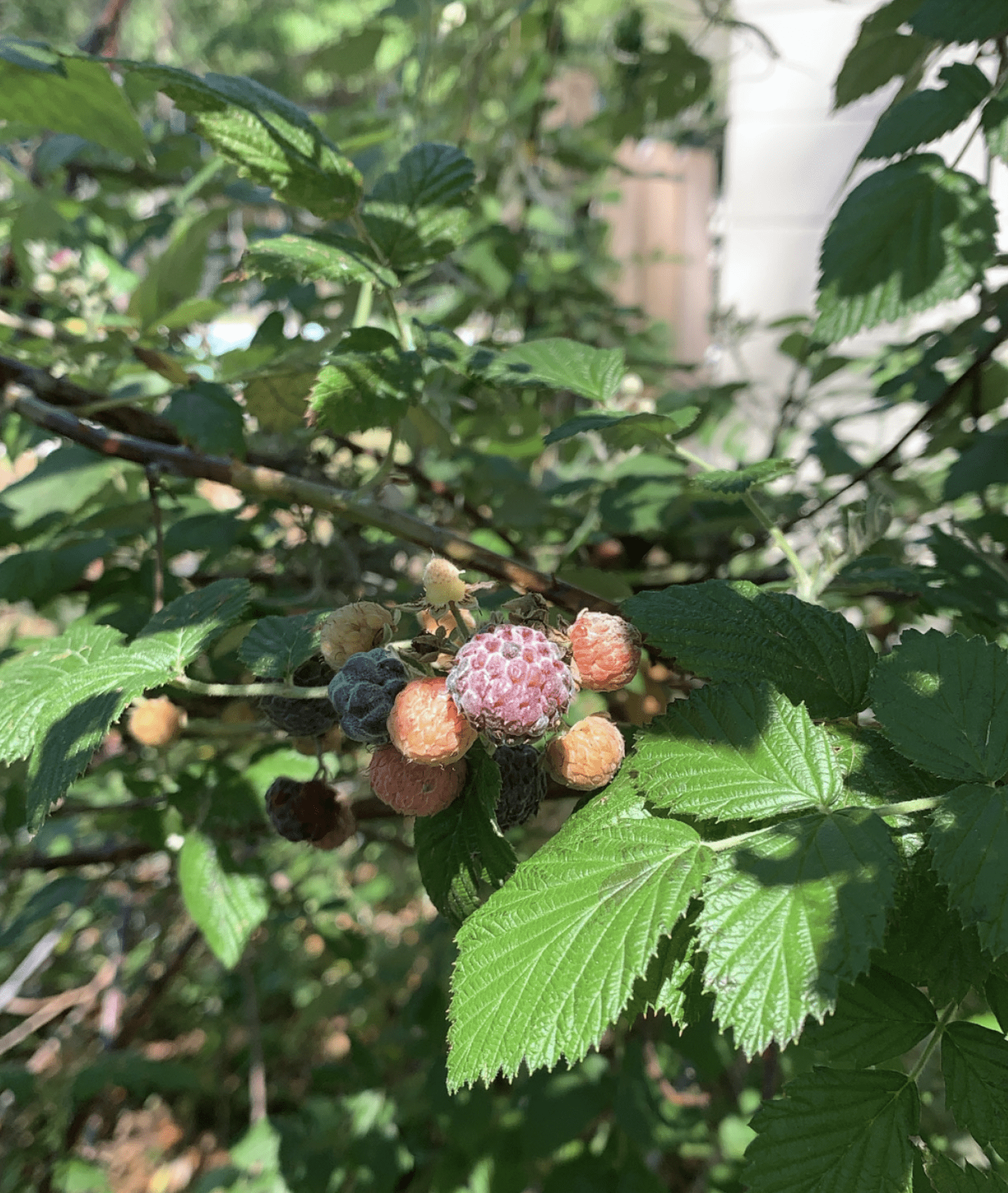 wild raspberry plant