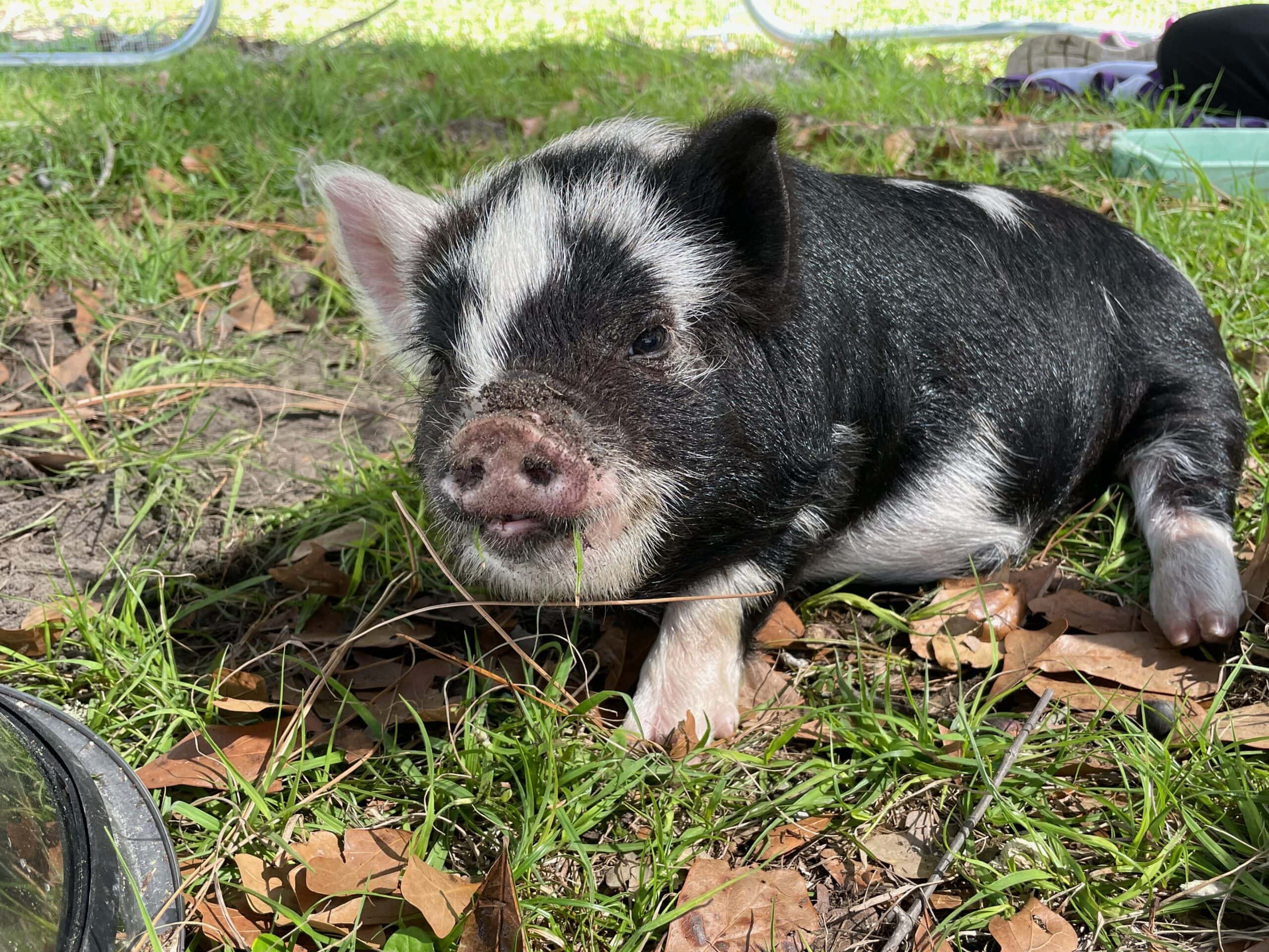 Black and White Kunekune Gilt