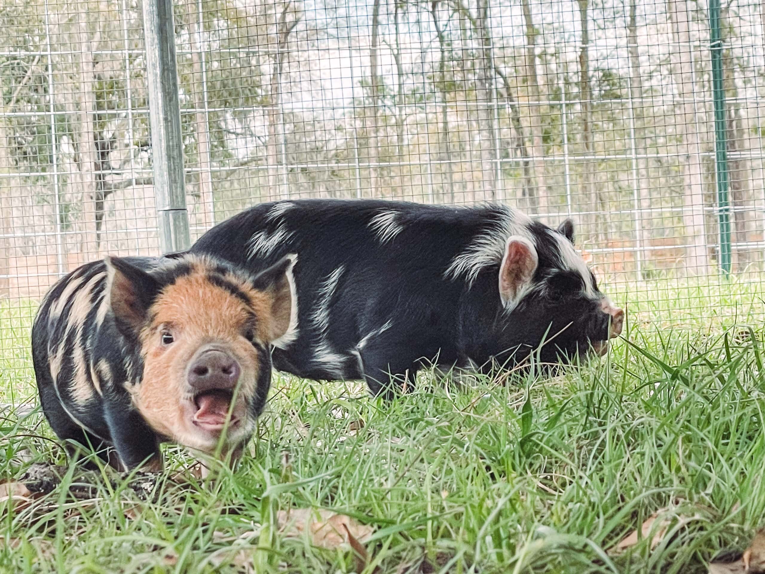 Two Kunekune gilts (girls)