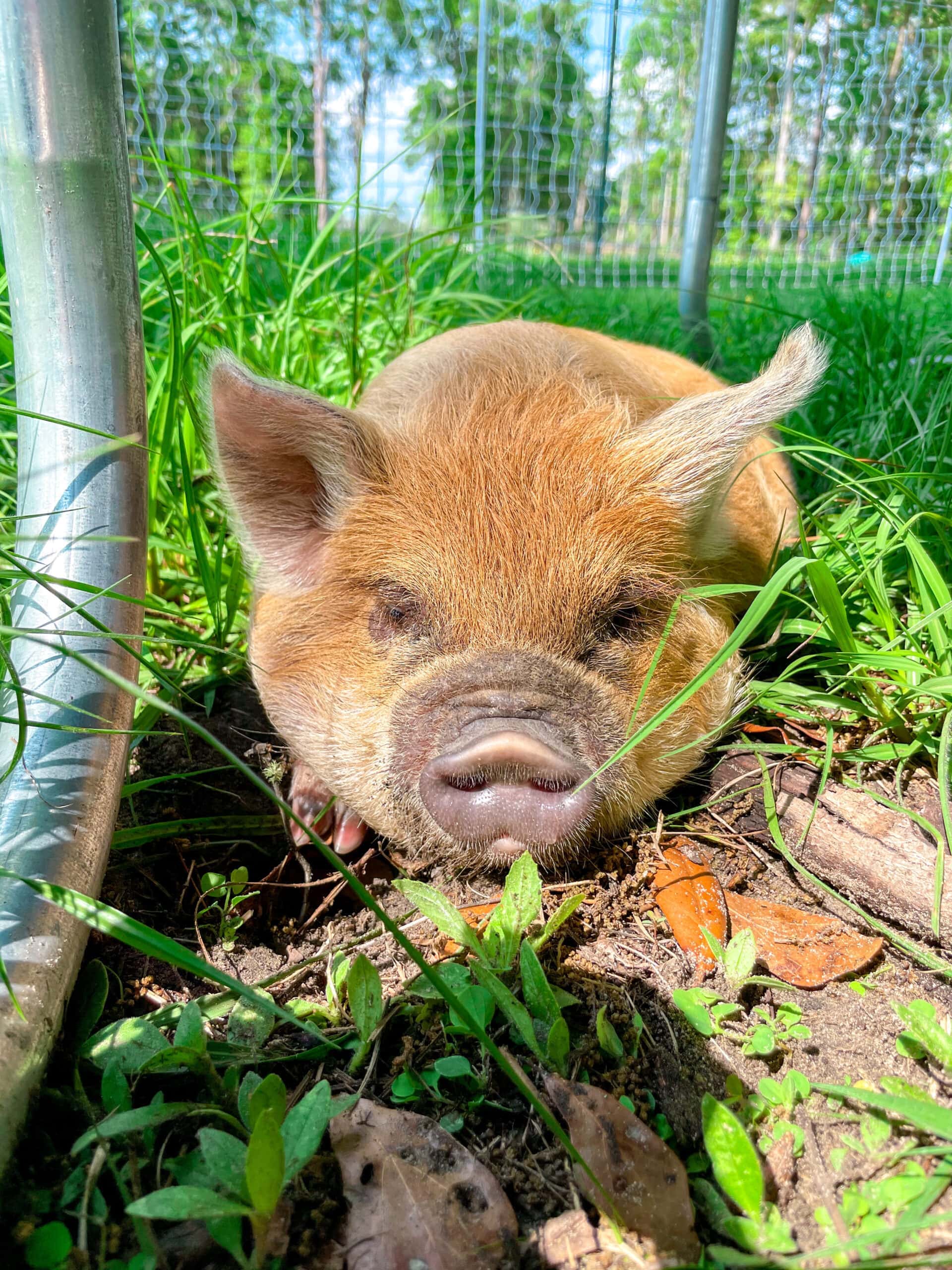 Cream KuneKune boar piglet