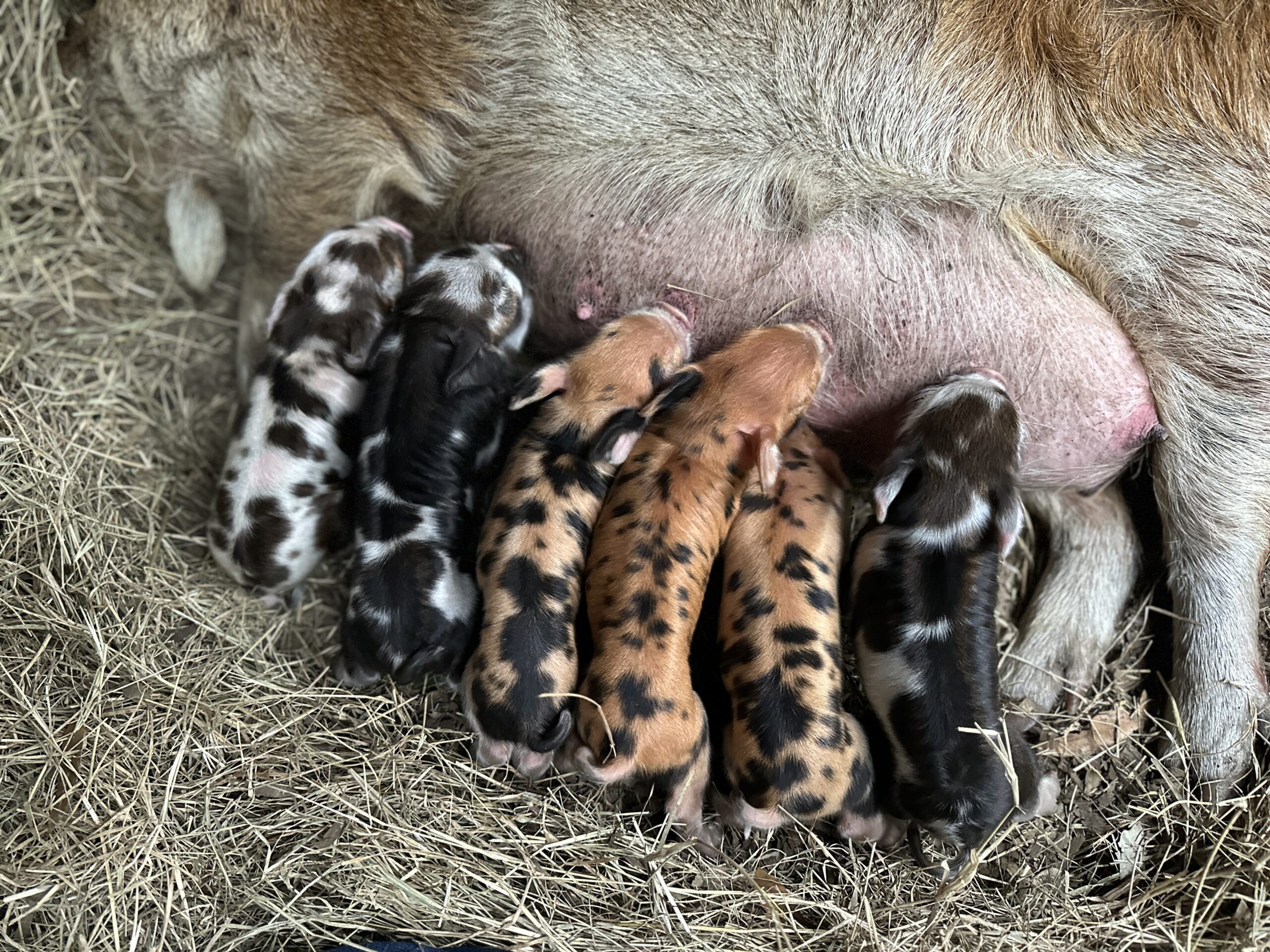 Kunekune piglets