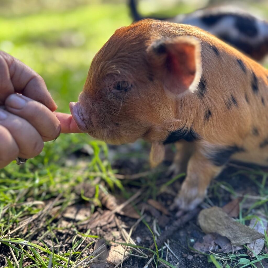 Kunekune piglet licking finger