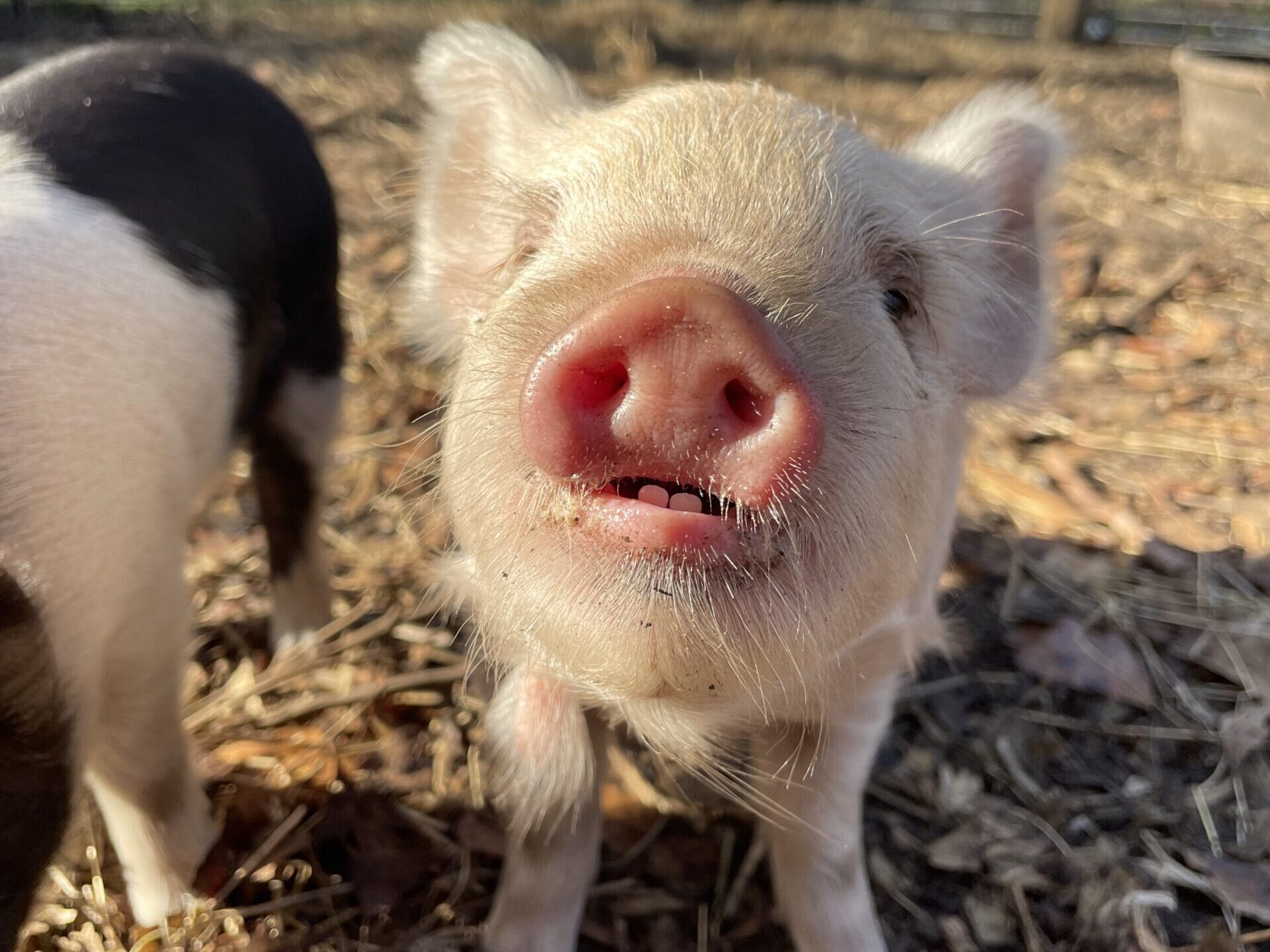 kunekune