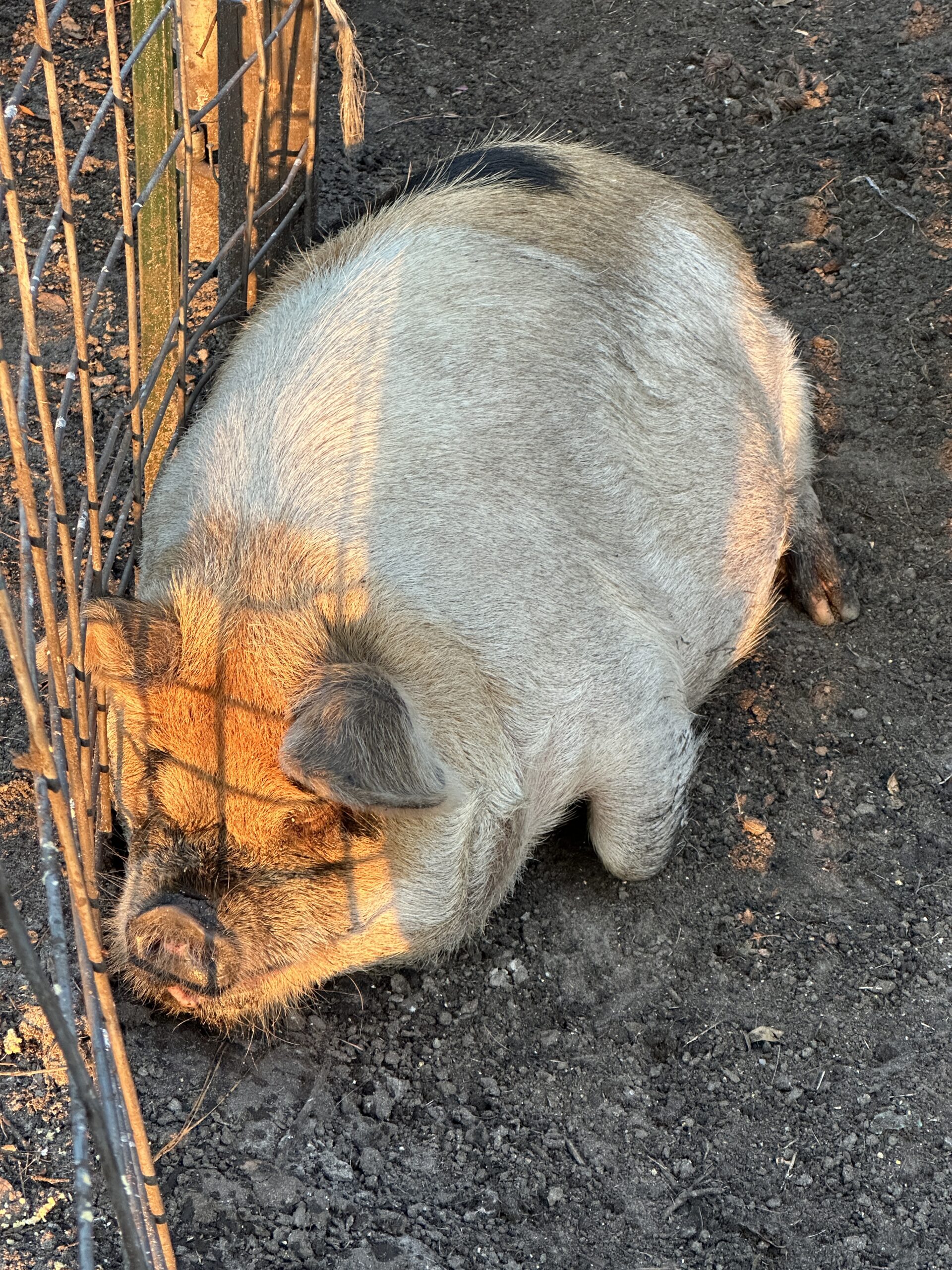 Ophelia the Kunekune Jenny Sow