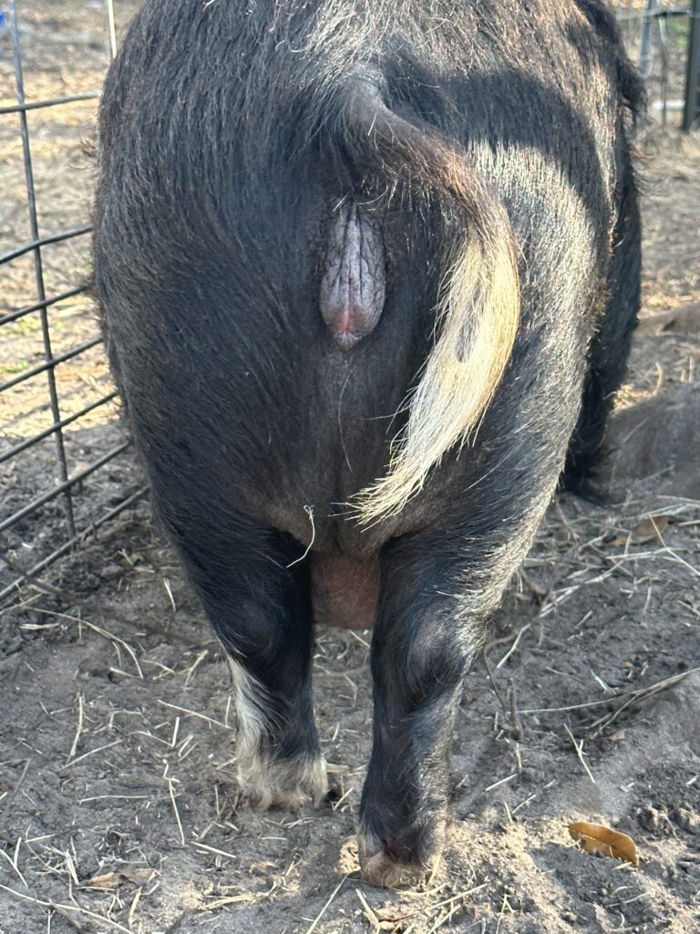 Swollen vulva on pregnant kunekune