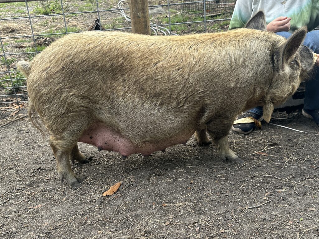 Pregnant kunekune with teats full