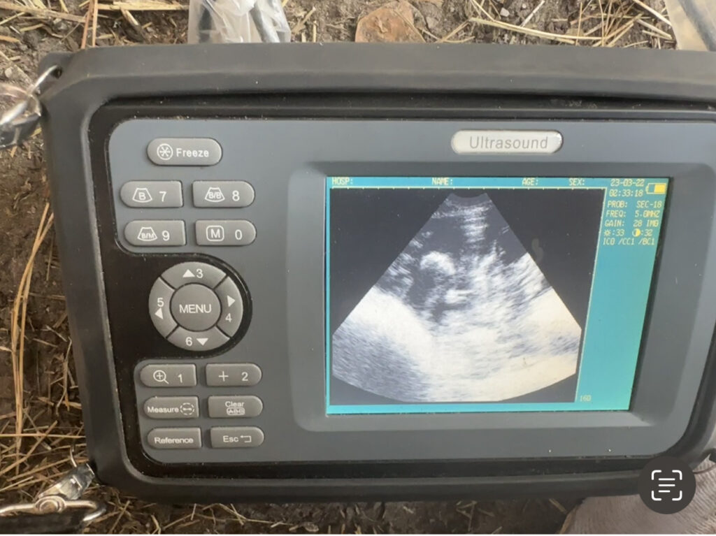 Veterinary ultrasound